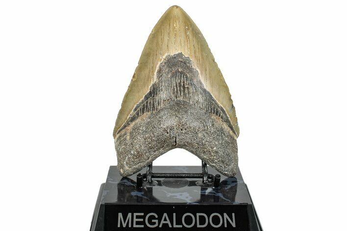 Fossil Megalodon Tooth - North Carolina #272400